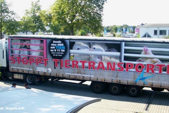 Tiere gehören nicht auf die Straße Tiere gehören nicht auf die Straße