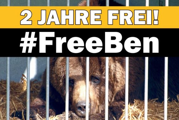 Letzter Zirkusbär Deutschlands seit 2 Jahren frei! #FreeBen Letzter Zirkusbär Deutschlands seit 2 Jahren frei! #FreeBen