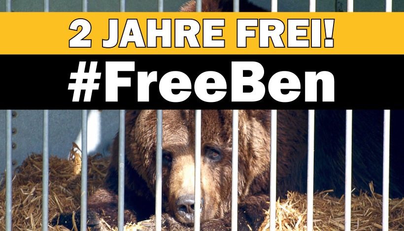 Letzter Zirkusbär Deutschlands seit 2 Jahren frei! #FreeBen Letzter Zirkusbär Deutschlands seit 2 Jahren frei! #FreeBen