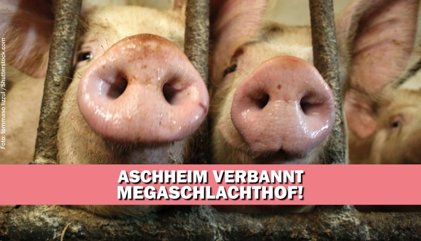 Aschheim stimmt mit überwältigender Mehrheit gegen Megaschlachthof Aschheim stimmt mit überwältigender Mehrheit gegen Megaschlachthof