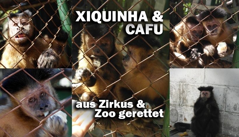 “Tal der Tiere”: Patenschaft für die Kapuzineraffen Cafu & Xiquinha “Tal der Tiere”: Patenschaft für die Kapuzineraffen Cafu & Xiquinha