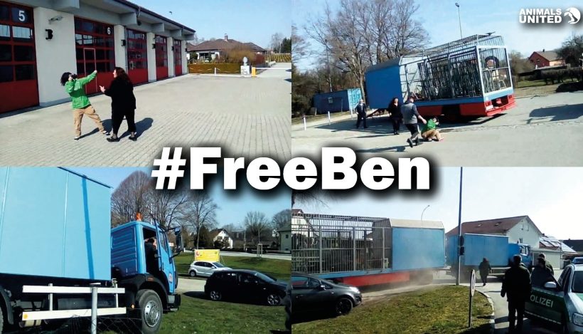 #FreeBen – Die spektakuläre Befreiung des letzten Zirkusbären Deutschlands! #FreeBen – Die spektakuläre Befreiung des letzten Zirkusbären Deutschlands!