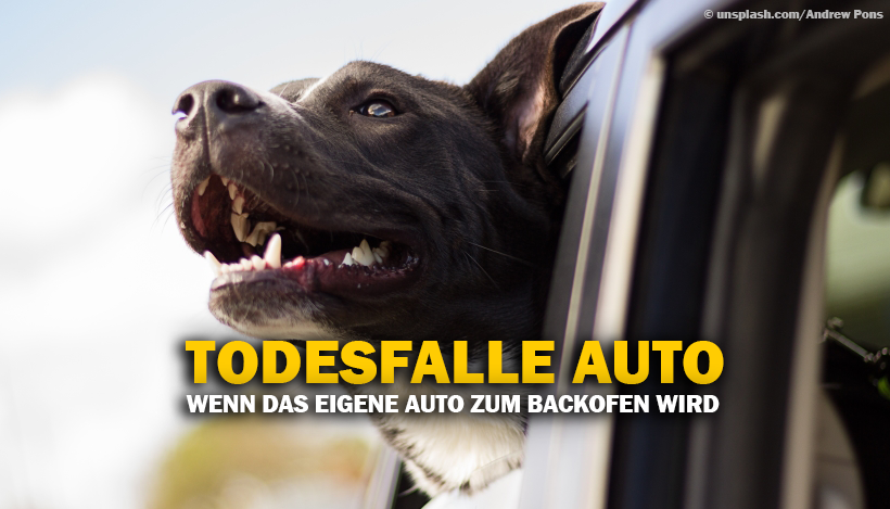 Wenn das Auto zum Backofen für Hunde wird Wenn das Auto zum Backofen für Hunde wird