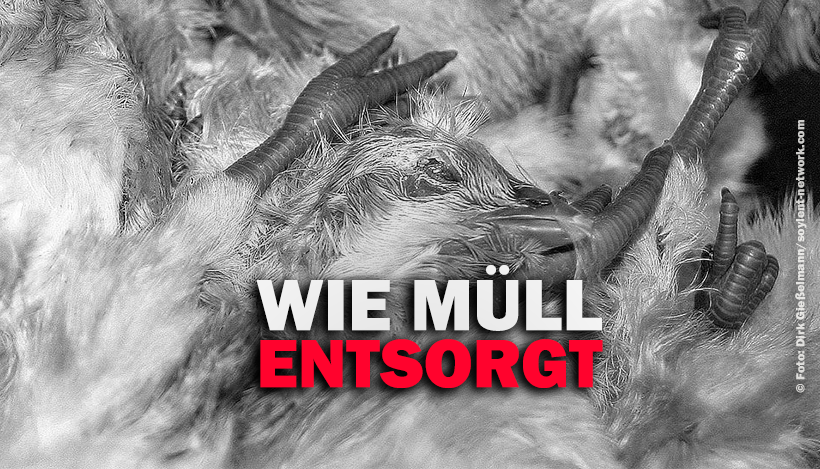 Wie wir Tiere wie Müll behandeln Wie wir Tiere wie Müll behandeln