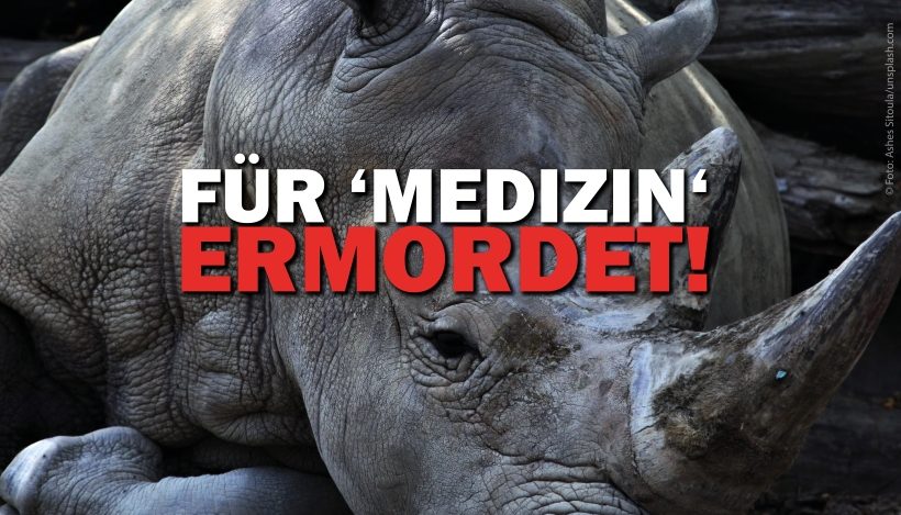 Nashörner – Für ‘Medizin’ ermordet & vom Aussterben bedroht! Nashörner – Für ‘Medizin’ ermordet & vom Aussterben bedroht!