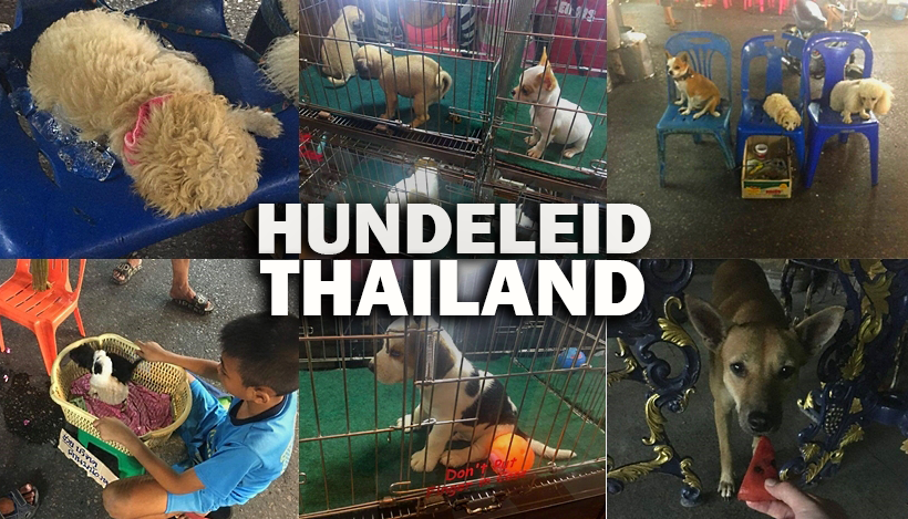 Thailand-Urlaub: Hunde auf Eiswürfeln Thailand-Urlaub: Hunde auf Eiswürfeln