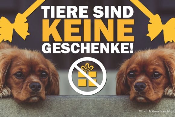 Tiere als Geschenke!? Alle Jahre wieder… Tiere als Geschenke!? Alle Jahre wieder…