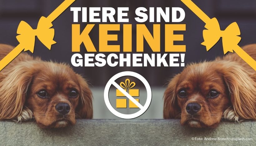 Tiere als Geschenke!? Alle Jahre wieder… Tiere als Geschenke!? Alle Jahre wieder…