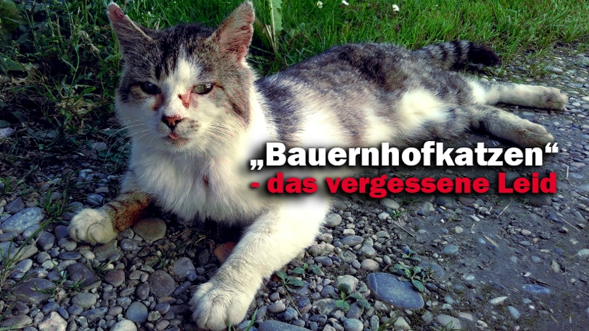 Das Traurige Schicksal Der Bauernhofkatzen Animals