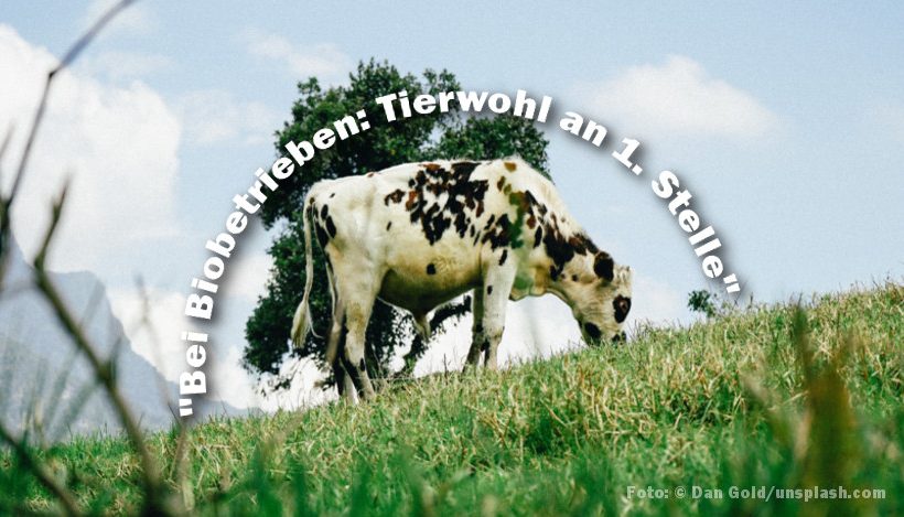 “Bei Biobetrieben steht das Tierwohl an erster Stelle”, oder? “Bei Biobetrieben steht das Tierwohl an erster Stelle”, oder?