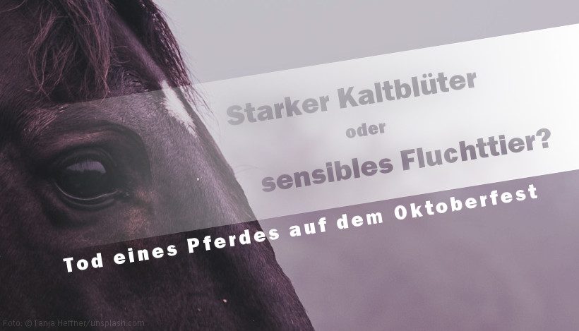 Starker Kaltblüter oder sensibles Fluchttier? – Tod des Wiesn-Pferds Nico Starker Kaltblüter oder sensibles Fluchttier? – Tod des Wiesn-Pferds Nico