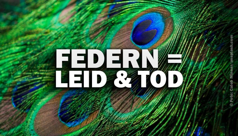 Mit fremden Federn schmücken bringt Leid und Tod Mit fremden Federn schmücken bringt Leid und Tod