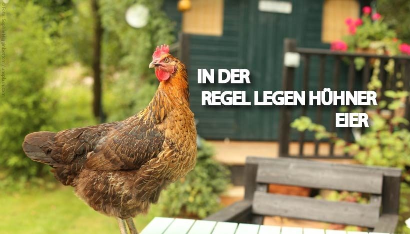 Hühner(eier) – In der Regel legen Hühner Eier Hühner(eier) – In der Regel legen Hühner Eier