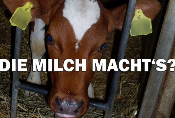 Die Milch macht’s? Von verwaisten Kälbchen & Werbelügen Die Milch macht’s? Von verwaisten Kälbchen & Werbelügen