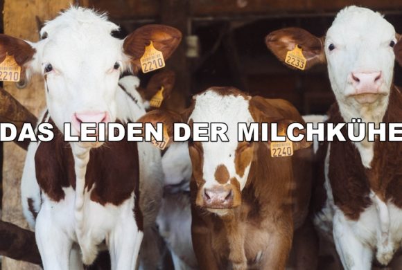 Anna – Das „Leben“ einer Milchkuh Anna – Das „Leben“ einer Milchkuh