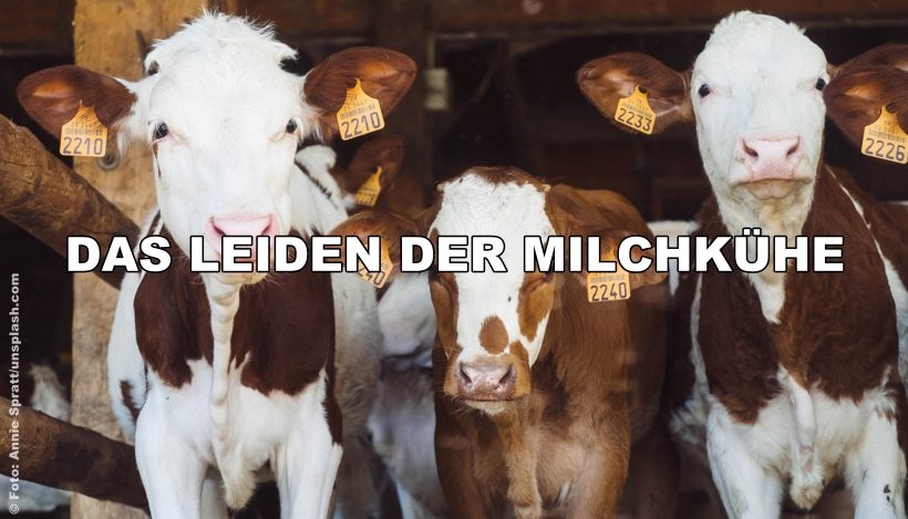 Anna – Das “Leben” einer Milchkuh Anna – Das “Leben” einer Milchkuh