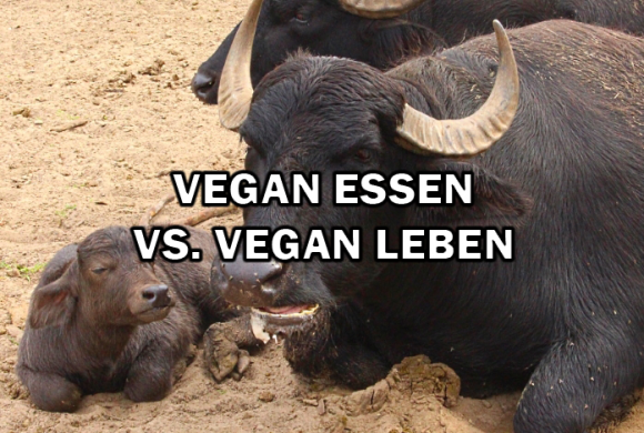 Warum vegan ESSEN nicht genug ist und ich vegan LEBE! Warum vegan ESSEN nicht genug ist und ich vegan LEBE!