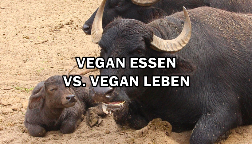 Warum vegan ESSEN nicht genug ist und ich vegan LEBE! Warum vegan ESSEN nicht genug ist und ich vegan LEBE!