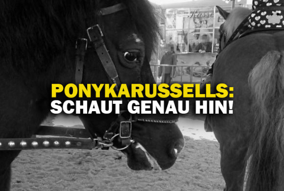 Leid im Ponykarussell – TUE WAS! Leid im Ponykarussell – TUE WAS!