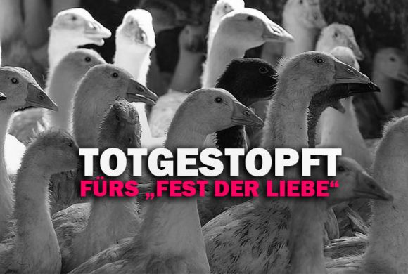 Zu Tode gestopft: Gänse zur Weihnachtszeit Zu Tode gestopft: Gänse zur Weihnachtszeit