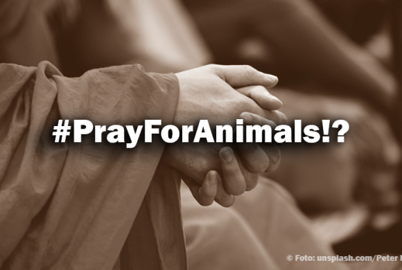 #PrayForAnimals!? – Warum tun so viele nichts? #PrayForAnimals!? – Warum tun so viele nichts?