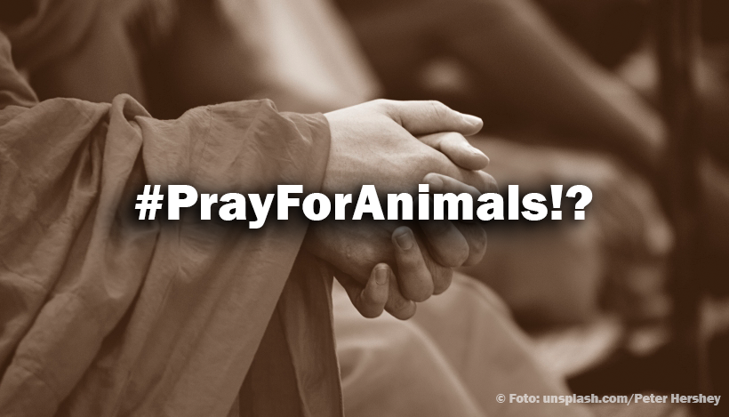 #PrayForAnimals!? – Warum tun so viele nichts? #PrayForAnimals!? – Warum tun so viele nichts?