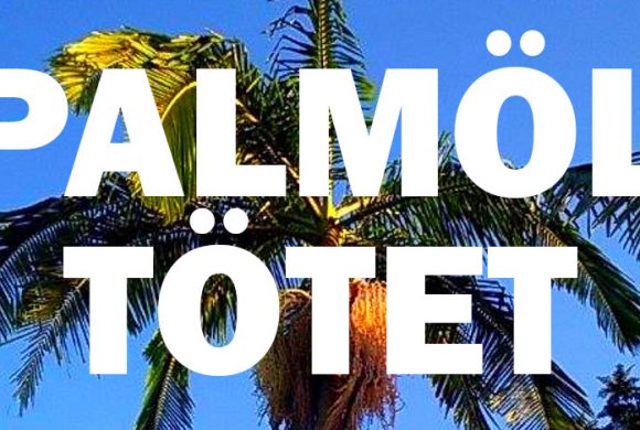 Warum wir versuchen sollten, Palmöl aus unserem Alltag zu streichen Warum wir versuchen sollten, Palmöl aus unserem Alltag zu streichen