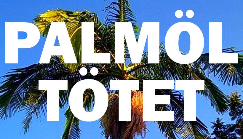 Warum wir versuchen sollten, Palmöl aus unserem Alltag zu streichen Warum wir versuchen sollten, Palmöl aus unserem Alltag zu streichen