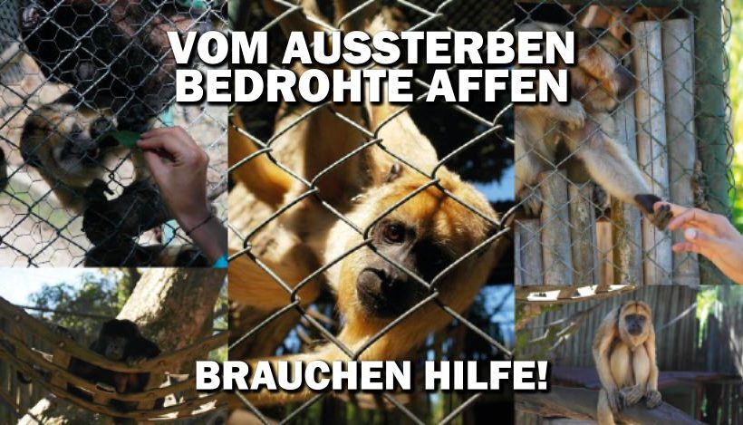 “Tal der Tiere”: Patenschaft für die Affenfamilie Bugio “Tal der Tiere”: Patenschaft für die Affenfamilie Bugio