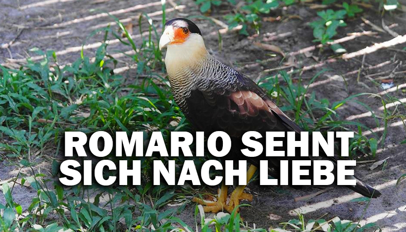 “Tal der Tiere”: Patenschaft für den einsamen Schopfkarakara Romário “Tal der Tiere”: Patenschaft für den einsamen Schopfkarakara Romário