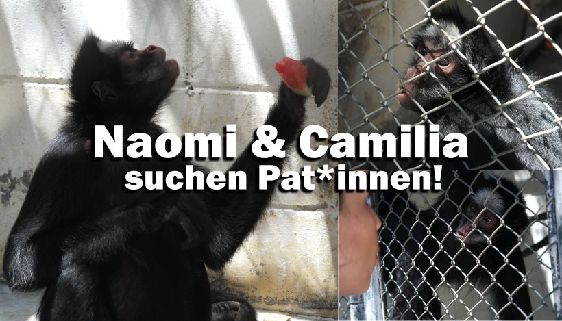 “Tal der Tiere”: Patenschaft für die Spinnenaffen Naomi & Camilia “Tal der Tiere”: Patenschaft für die Spinnenaffen Naomi & Camilia