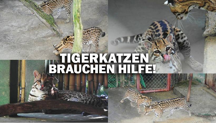 “Tal der Tiere”: Patenschaft für die Tigerkatzen Juca & Gatinha “Tal der Tiere”: Patenschaft für die Tigerkatzen Juca & Gatinha