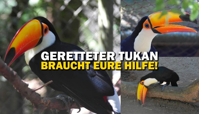 “Tal der Tiere”: Patenschaft für die Tukane Tuquinha, Tuco & Xuxa “Tal der Tiere”: Patenschaft für die Tukane Tuquinha, Tuco & Xuxa