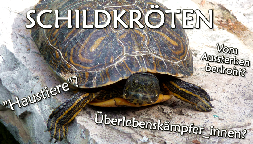 Schildkröten: In der Wildnis bedroht, als “Haustiere” missbraucht Schildkröten: In der Wildnis bedroht, als “Haustiere” missbraucht