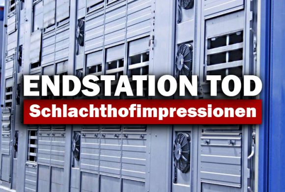 Endstation “Tod” – Schlachthofimpressionen Endstation “Tod” – Schlachthofimpressionen