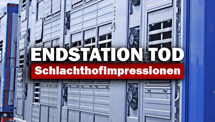 Endstation “Tod” – Schlachthofimpressionen Endstation “Tod” – Schlachthofimpressionen