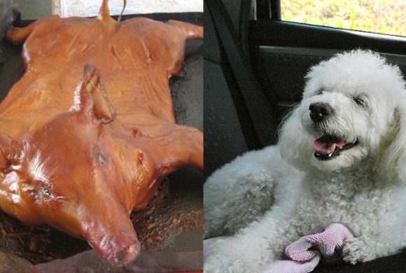 Tradition & Tiere zweiter Klasse oder: Warum wir tun, was wir tun Tradition & Tiere zweiter Klasse oder: Warum wir tun, was wir tun