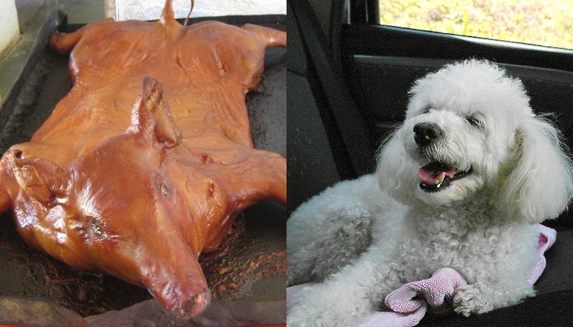 Tradition & Tiere zweiter Klasse oder: Warum wir tun, was wir tun Tradition & Tiere zweiter Klasse oder: Warum wir tun, was wir tun