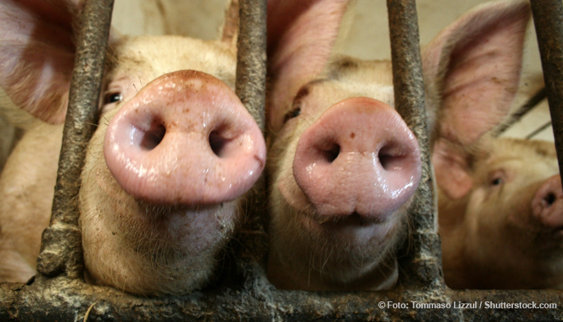 Tierquälerei in Landshuter Schlachthof – Verschwiegenheit & mundtote Kritik Tierquälerei in Landshuter Schlachthof – Verschwiegenheit & mundtote Kritik