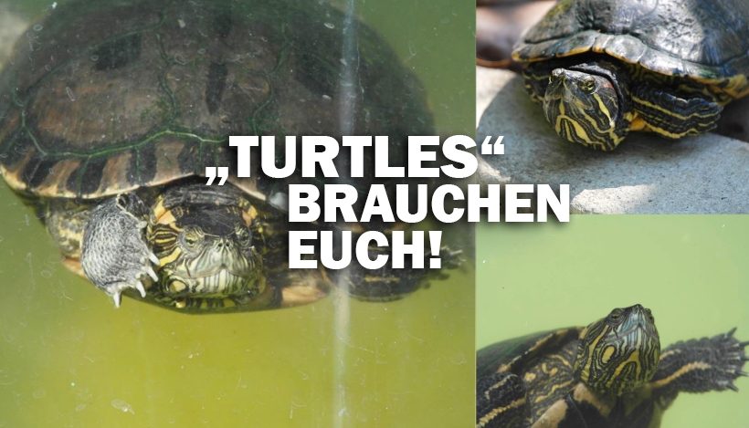 “Tal der Tiere”: Patenschaft für die Schildkröten-Gang “Turtles” “Tal der Tiere”: Patenschaft für die Schildkröten-Gang “Turtles”