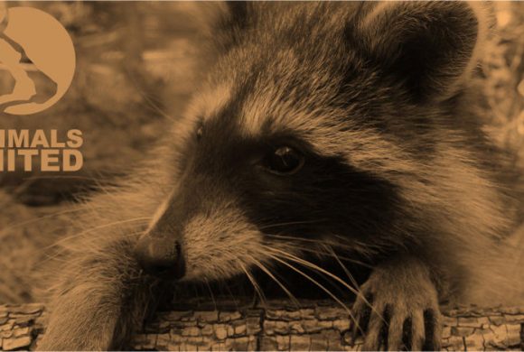 Meine Freundin, die Immigrantin “Waschbär” Meine Freundin, die Immigrantin “Waschbär”