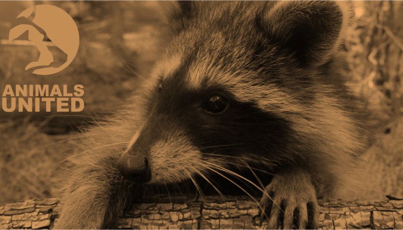 Meine Freundin, die Immigrantin “Waschbär” Meine Freundin, die Immigrantin “Waschbär”