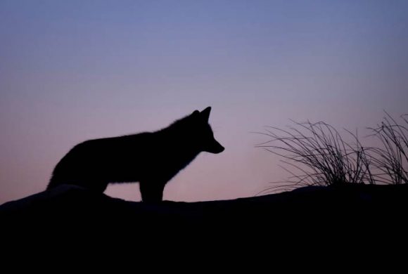 EnzyklopäTIER: Großer, böser Wolf? EnzyklopäTIER: Großer, böser Wolf?