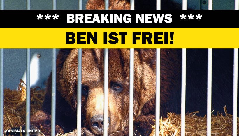 ERFOLG: Bär Ben muss nicht zurück in den Zirkus! ERFOLG: Bär Ben muss nicht zurück in den Zirkus!