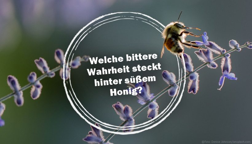 Welche bittere Wahrheit steckt hinter süßem Honig? Welche bittere Wahrheit steckt hinter süßem Honig?