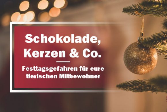 Schokolade, Kerzen & Co. – Festtagsgefahren für eure tierischen Mitbewohner Schokolade, Kerzen & Co. – Festtagsgefahren für eure tierischen Mitbewohner