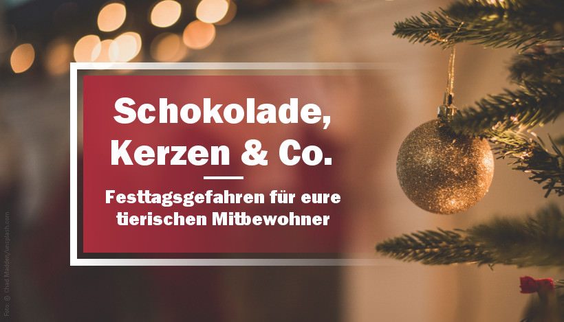 Schokolade, Kerzen & Co. – Festtagsgefahren für eure tierischen Mitbewohner Schokolade, Kerzen & Co. – Festtagsgefahren für eure tierischen Mitbewohner