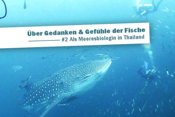 Über Gedanken und Gefühle der Fische | #2 Als Meeresbiologin in Thailand Über Gedanken und Gefühle der Fische | #2 Als Meeresbiologin in Thailand