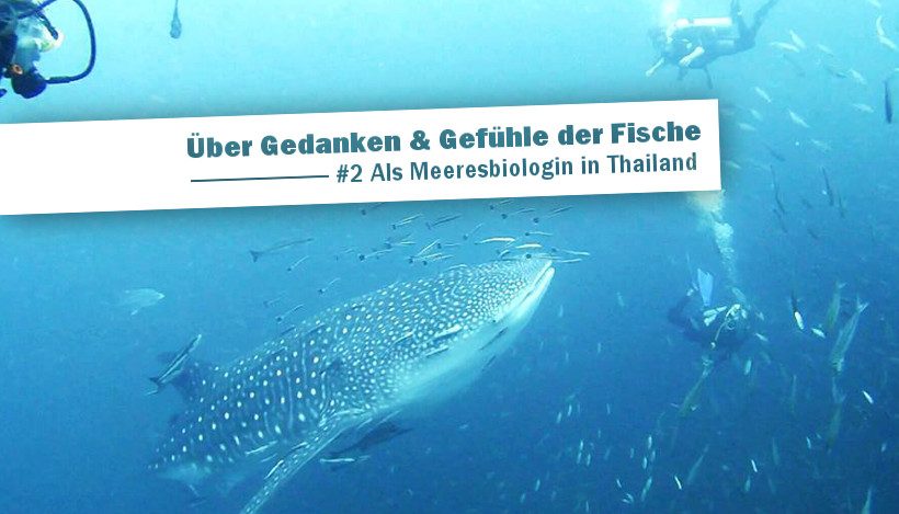 Über Gedanken und Gefühle der Fische | #2 Als Meeresbiologin in Thailand Über Gedanken und Gefühle der Fische | #2 Als Meeresbiologin in Thailand