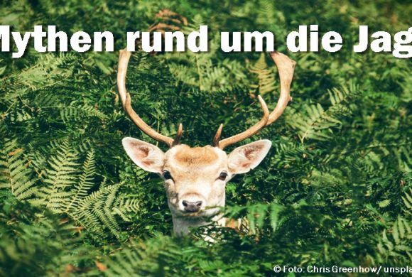 hirsch im wald